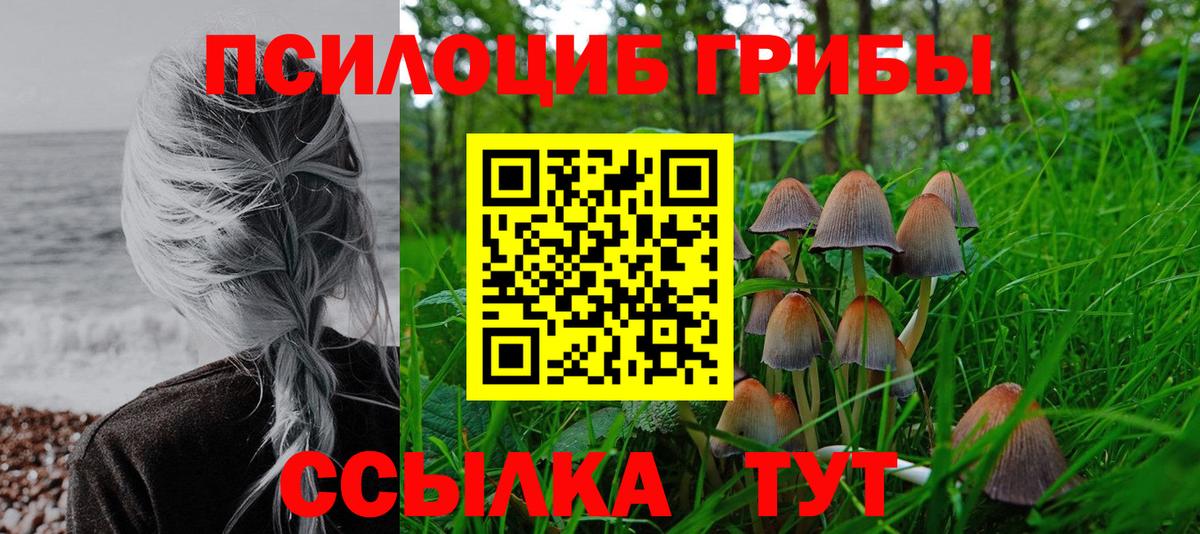Псилоцибиновые грибы Psilocybine cubensis Клинцы